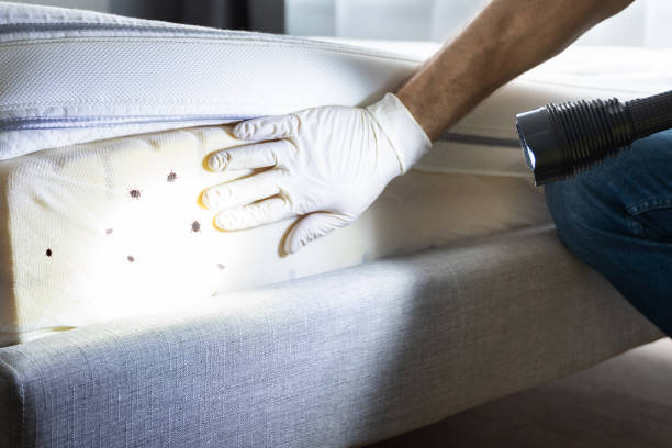 Best Wasp Removal Services  in Hamilton, TX