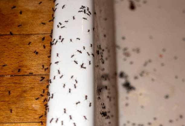 Best Rat Extermination Near Me  in Hamilton, TX