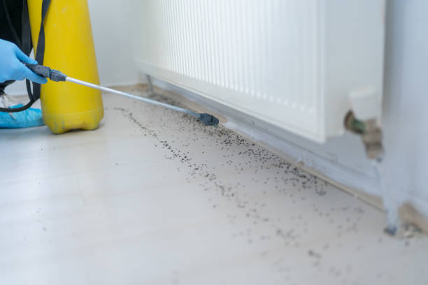Best Pest Control Near Me in Hamilton, TX